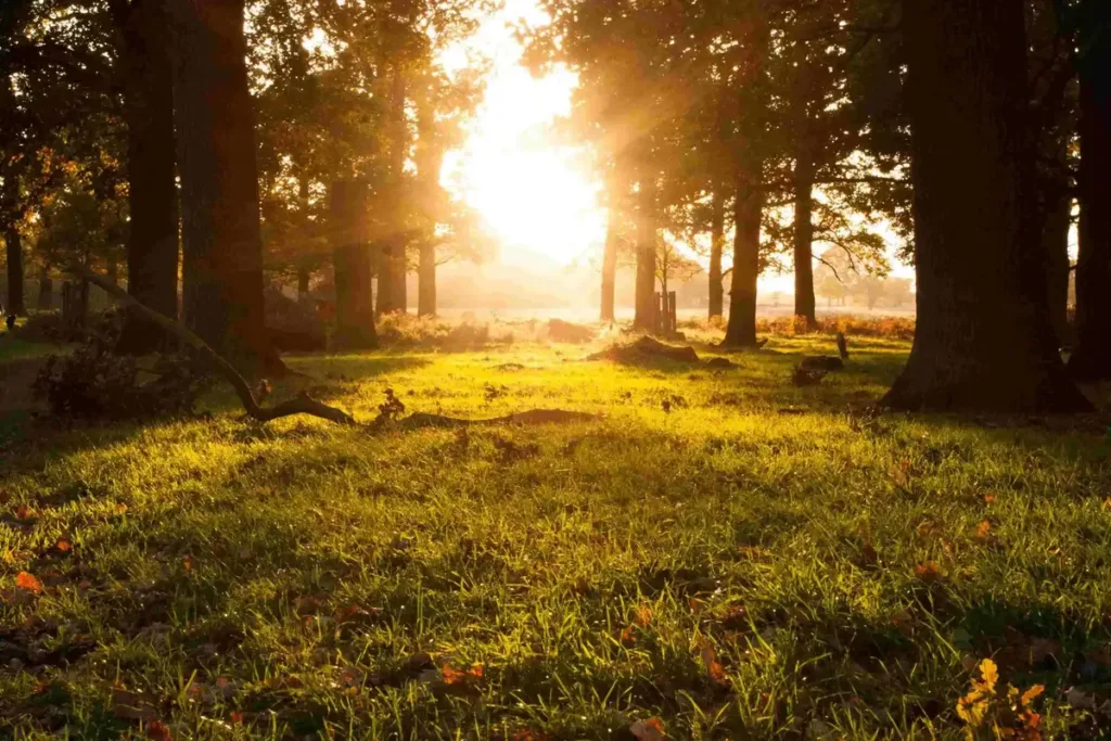 View of a forest at sunset